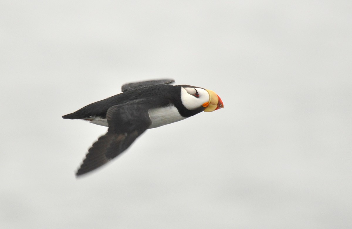 Horned Puffin - Ryan O'Donnell