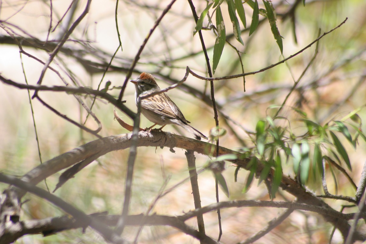 Rufous-crowned Sparrow - Jouko Haapamaa