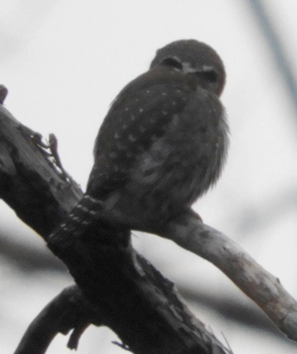 Northern Pygmy-Owl - ML133504881