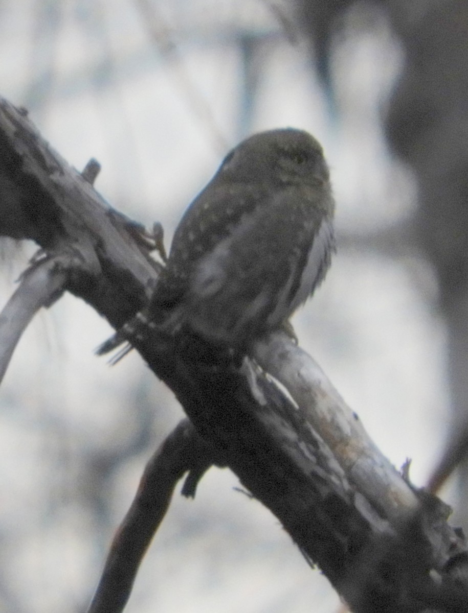 Northern Pygmy-Owl - Nina Jones