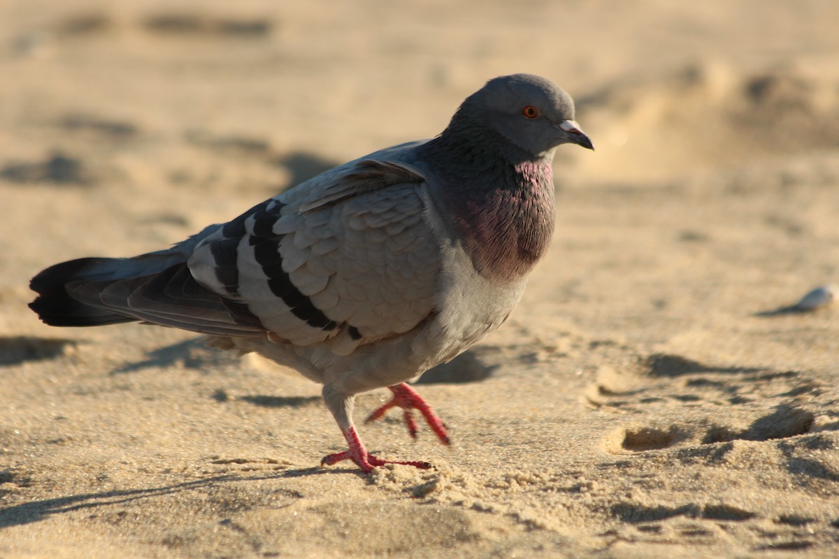 Rock Pigeon (Feral Pigeon) - Jack Hutchison