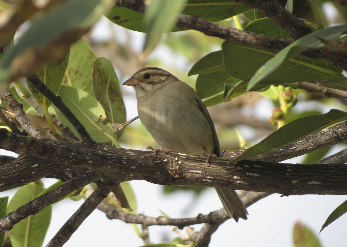 Clay-colored Sparrow - Leslie Starr