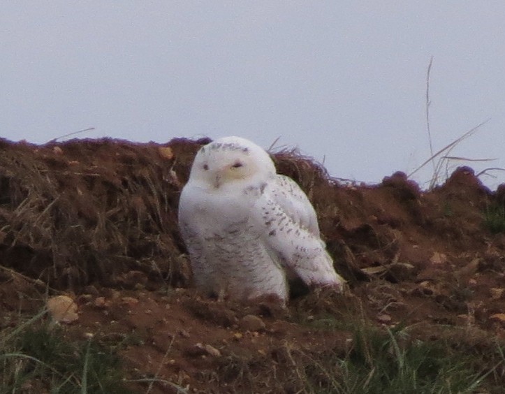 Snowy Owl - ML133507501