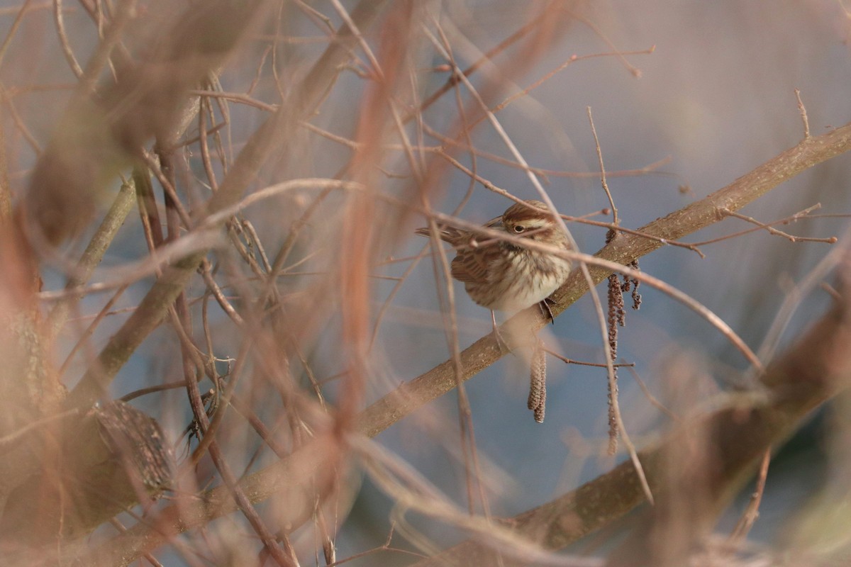Reed Bunting - Julien Lamouroux