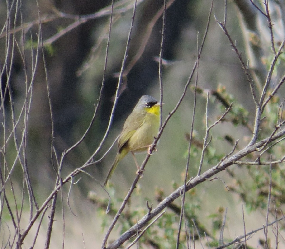 Gray-crowned Yellowthroat - Leslie Starr