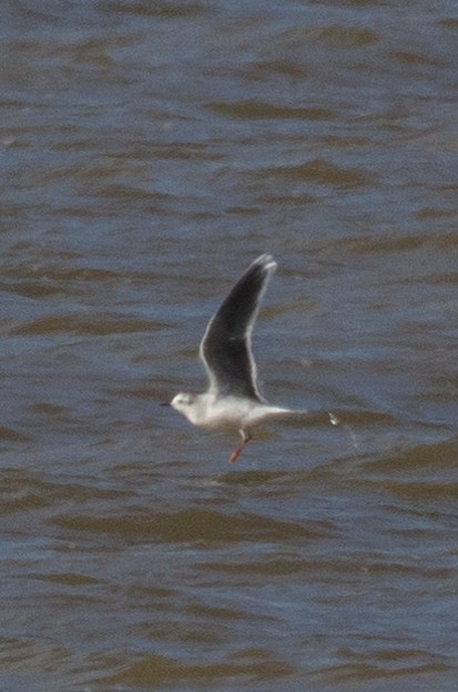 Little Gull - Kenny Younger