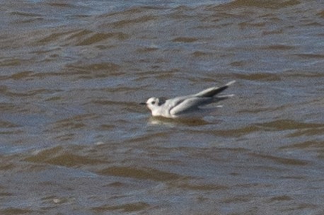 Little Gull - Kenny Younger