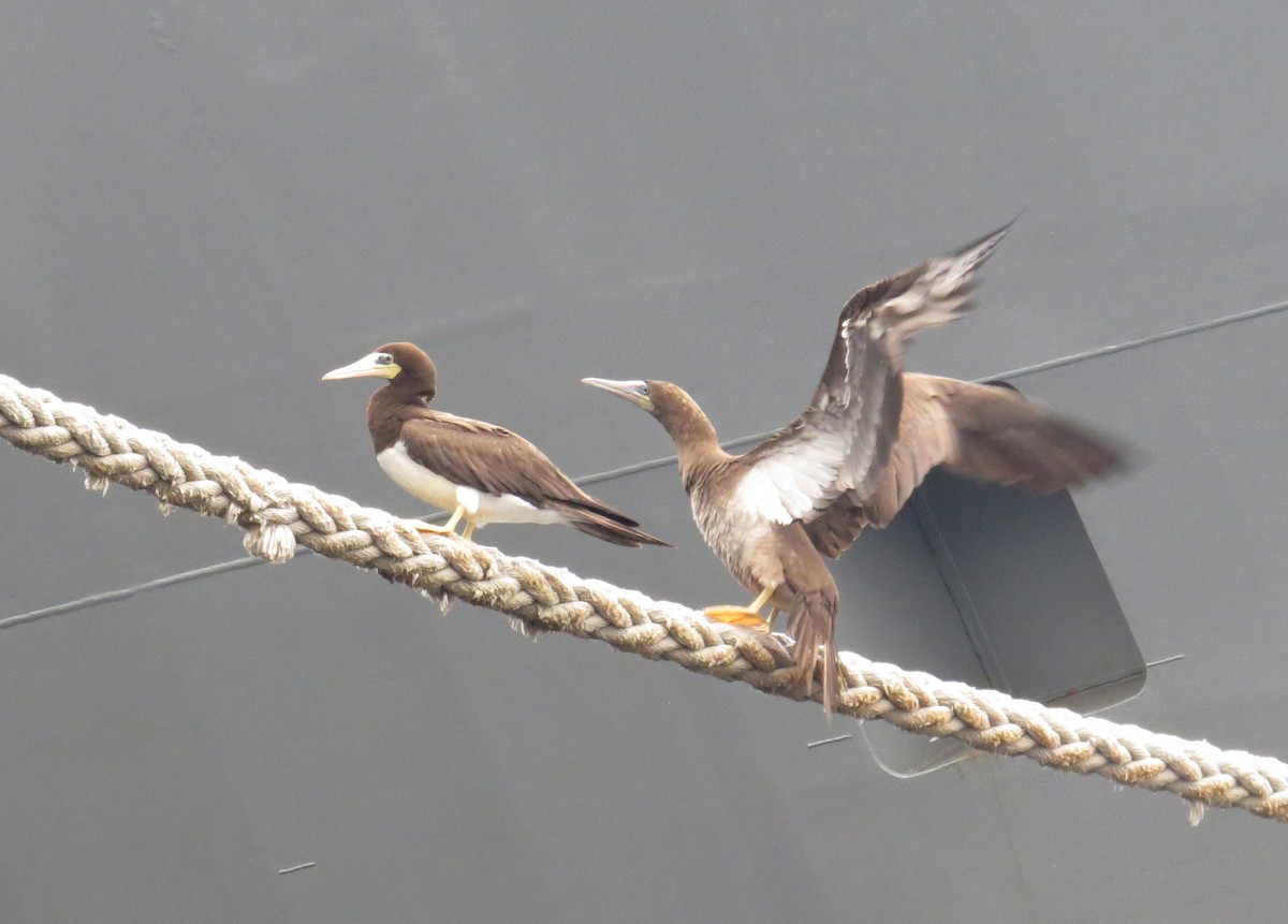 Brown Booby - ML133511381