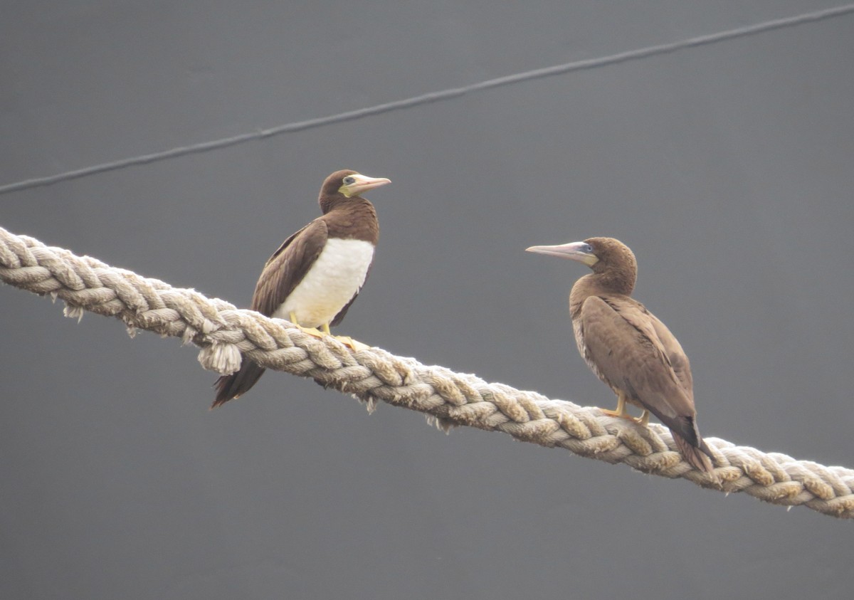 Brown Booby - ML133511441