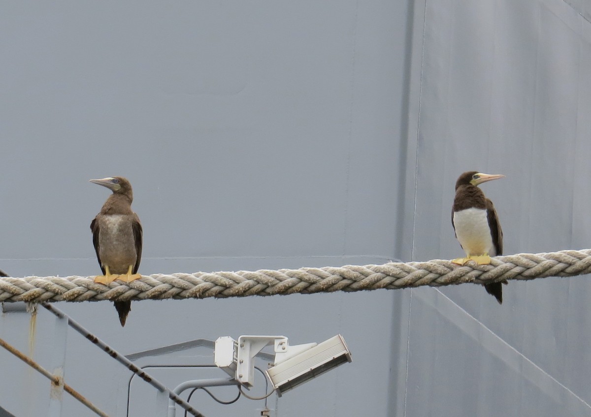 Brown Booby - ML133511531