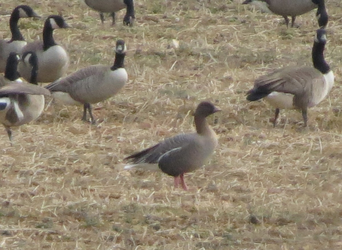 Pink-footed Goose - ML133512091