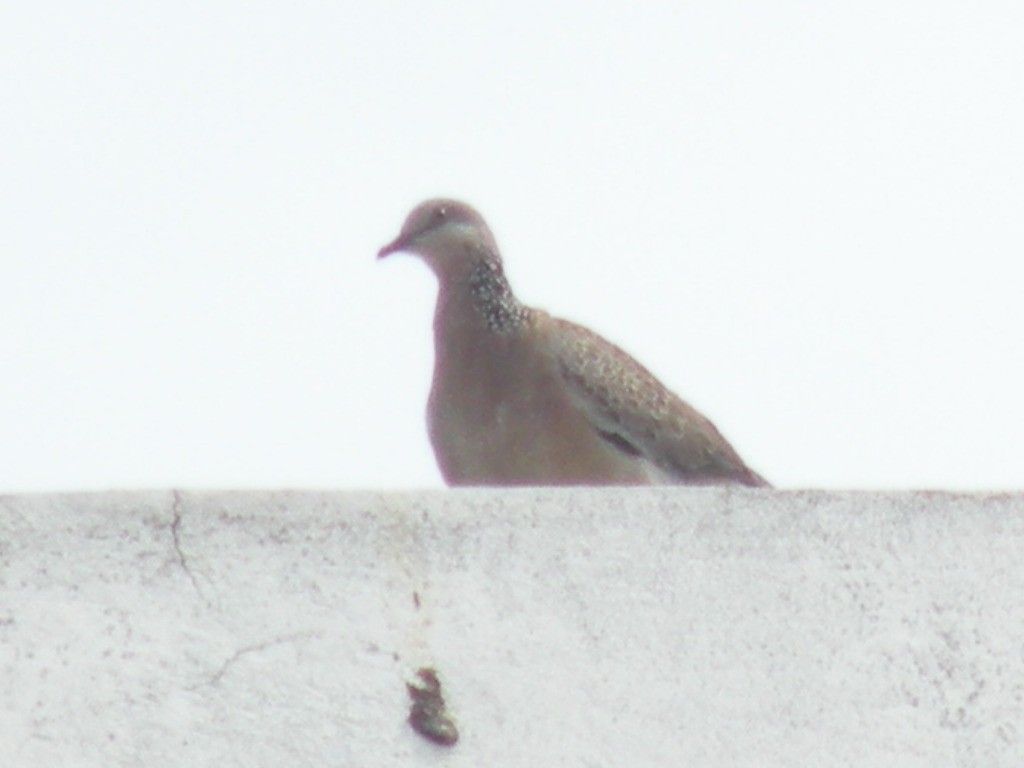 Spotted Dove - ML133513161