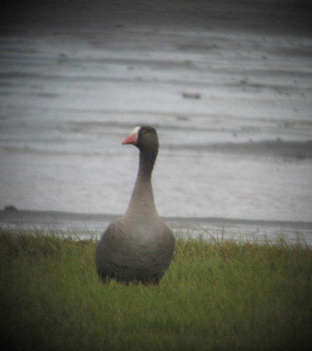 Lesser White-fronted Goose - ML133514041