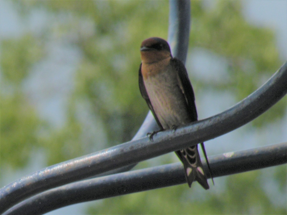 Pacific Swallow - ML133514361