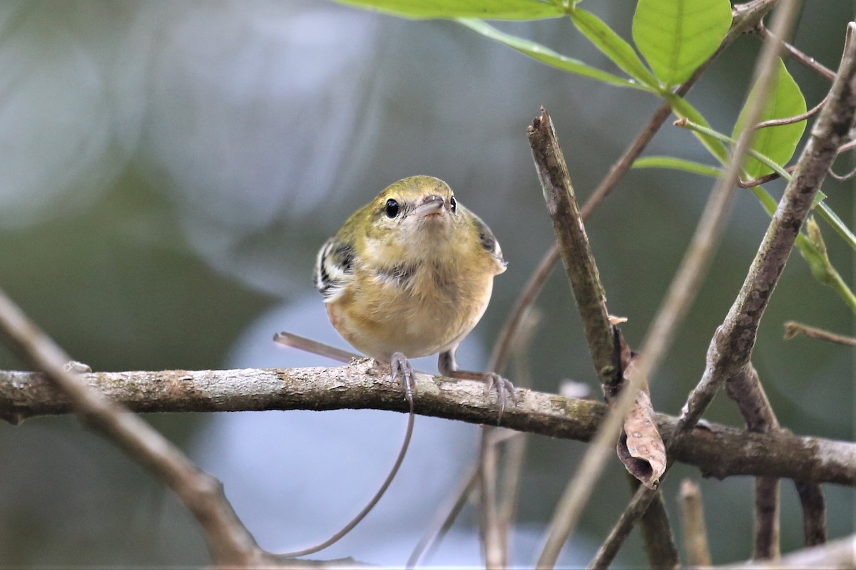 Bay-breasted Warbler - ML133514761
