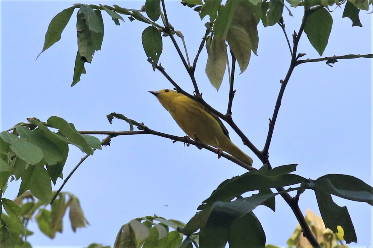 Yellow Warbler - ML133514811