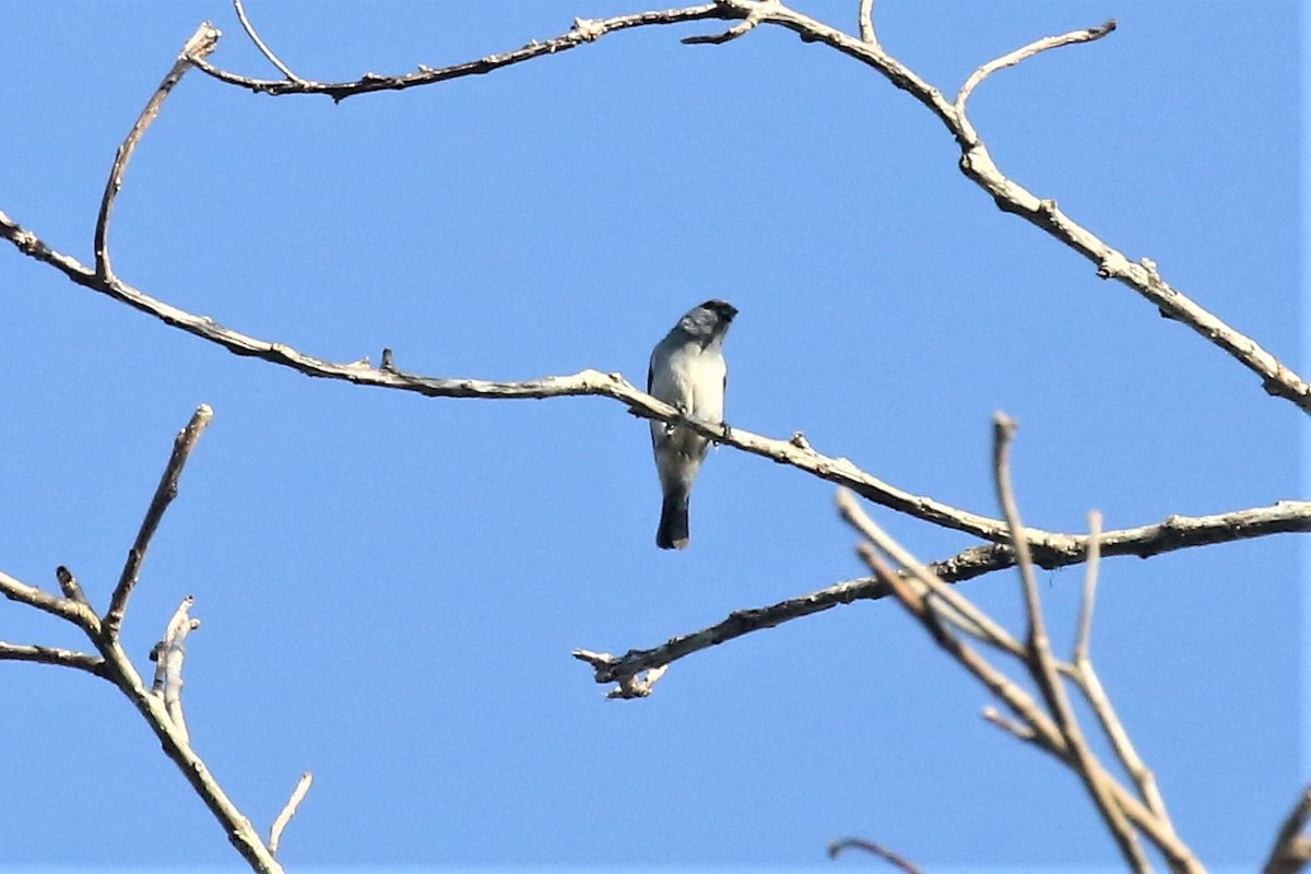 Plain-colored Tanager - ML133514851