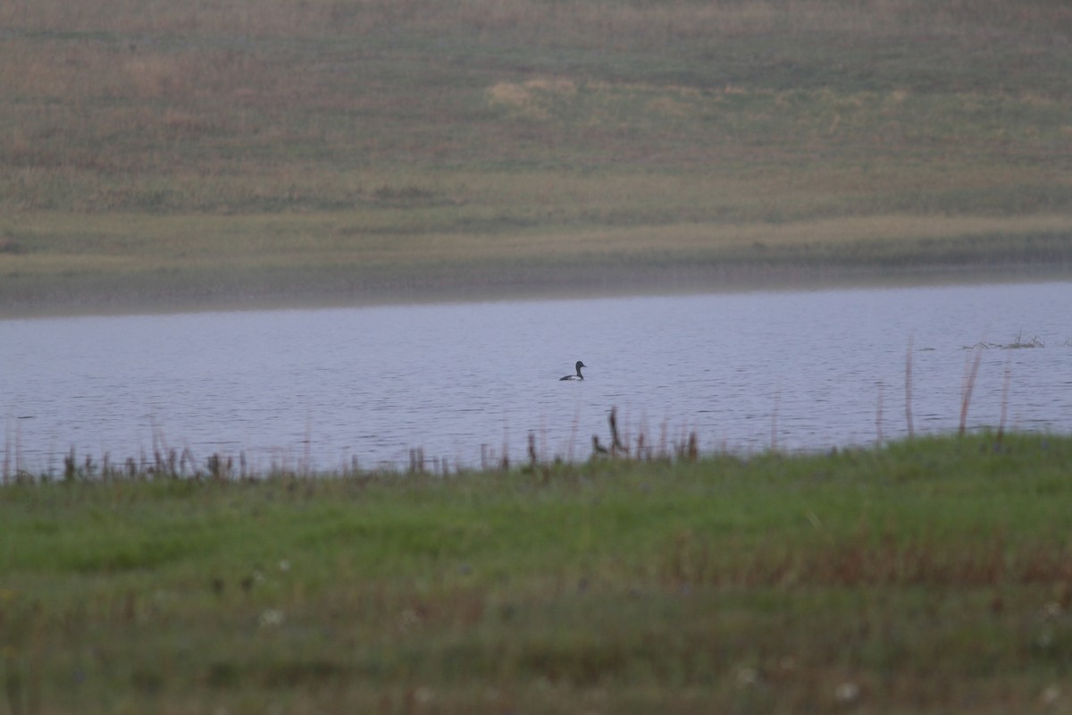 Greater Scaup - ML133515201