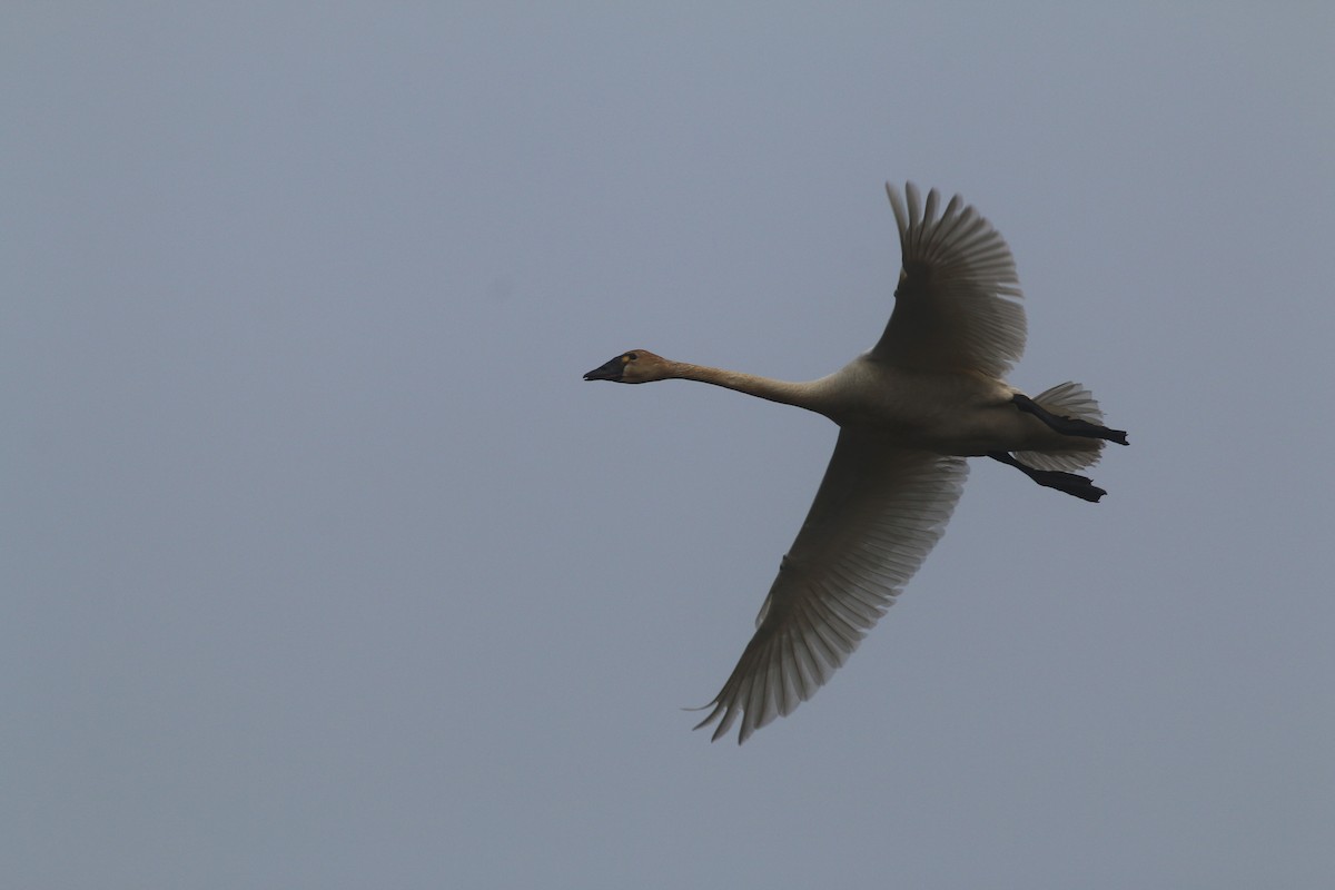Tundra Swan (Whistling) - ML133515361