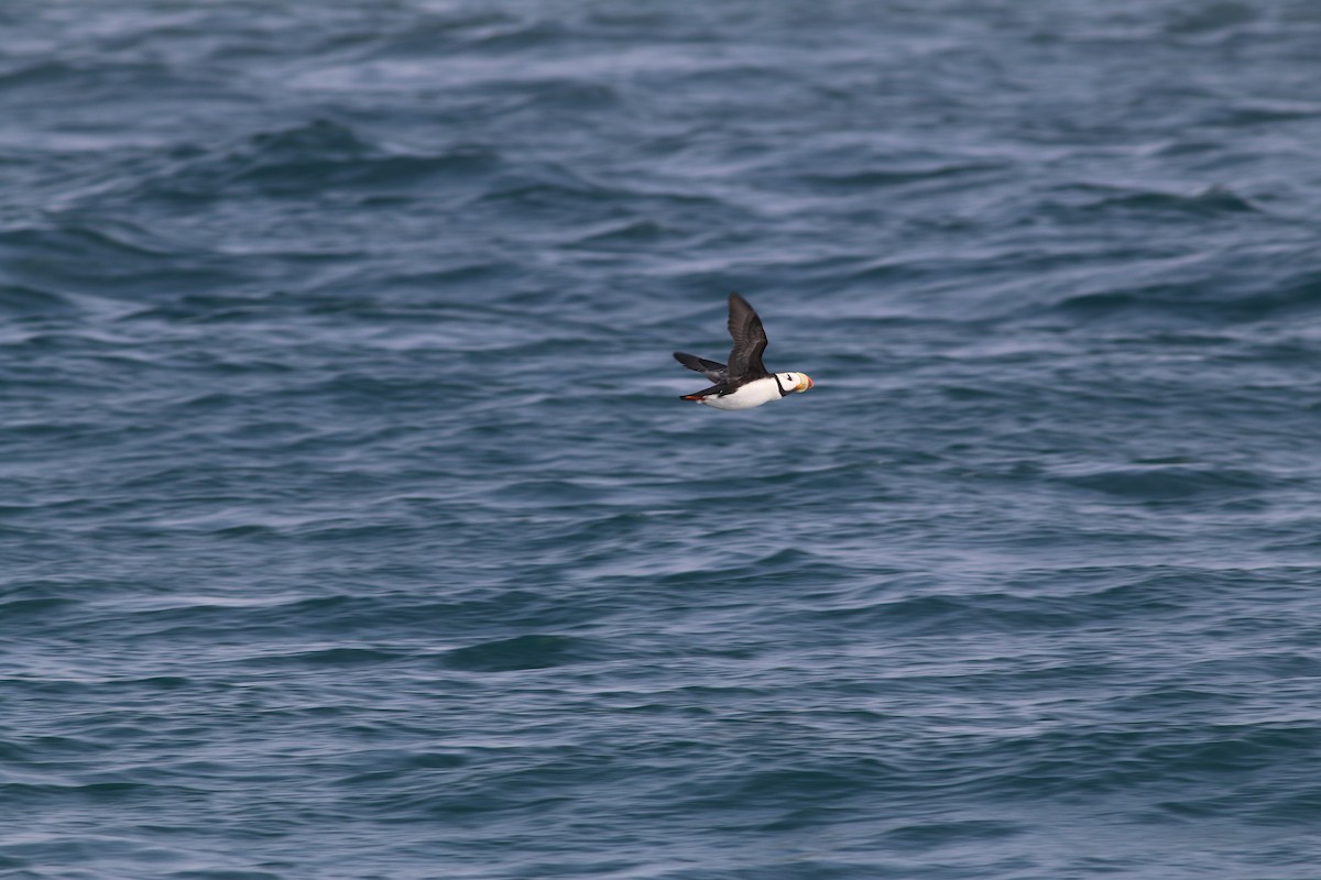 Horned Puffin - ML133515561