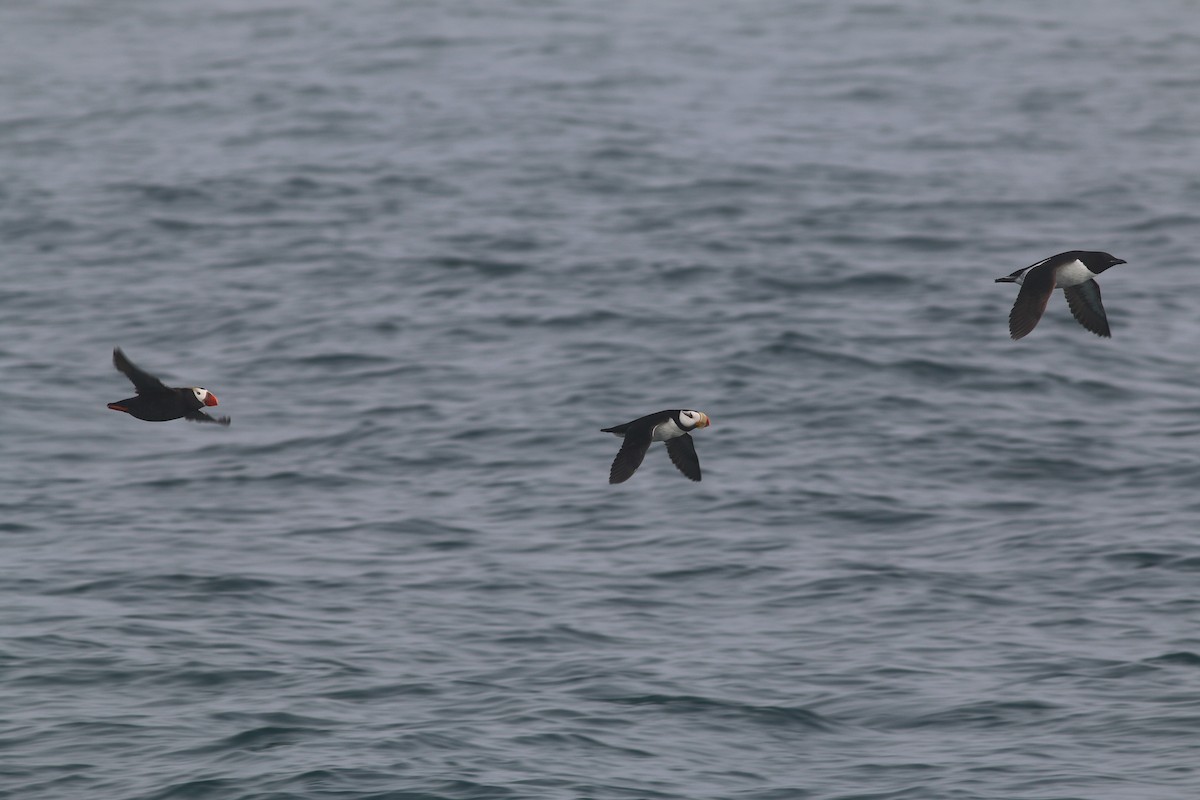 Thick-billed Murre - ML133515881
