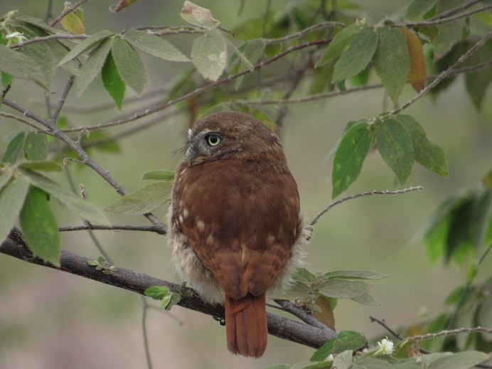 Peruvian Pygmy-Owl - LEODAN ARCOS