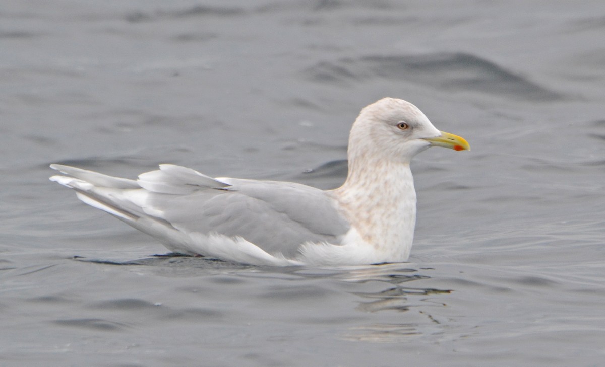 Iceland Gull (kumlieni) - ML133520741