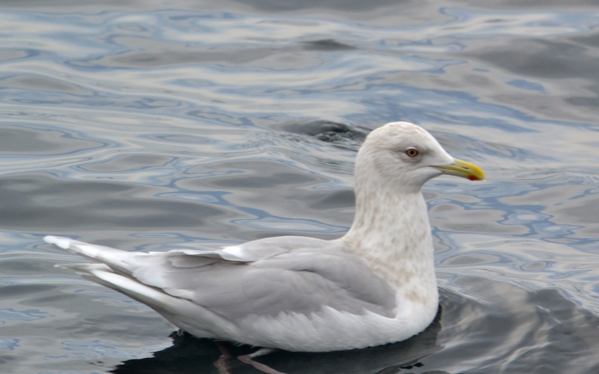 Iceland Gull (kumlieni) - Michael J Good