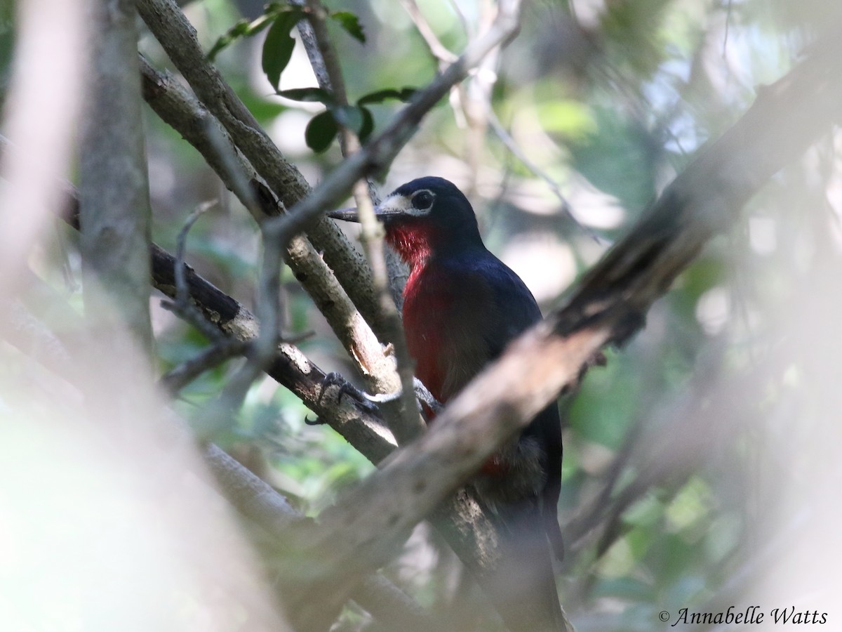 Puerto Rican Woodpecker - ML133521451