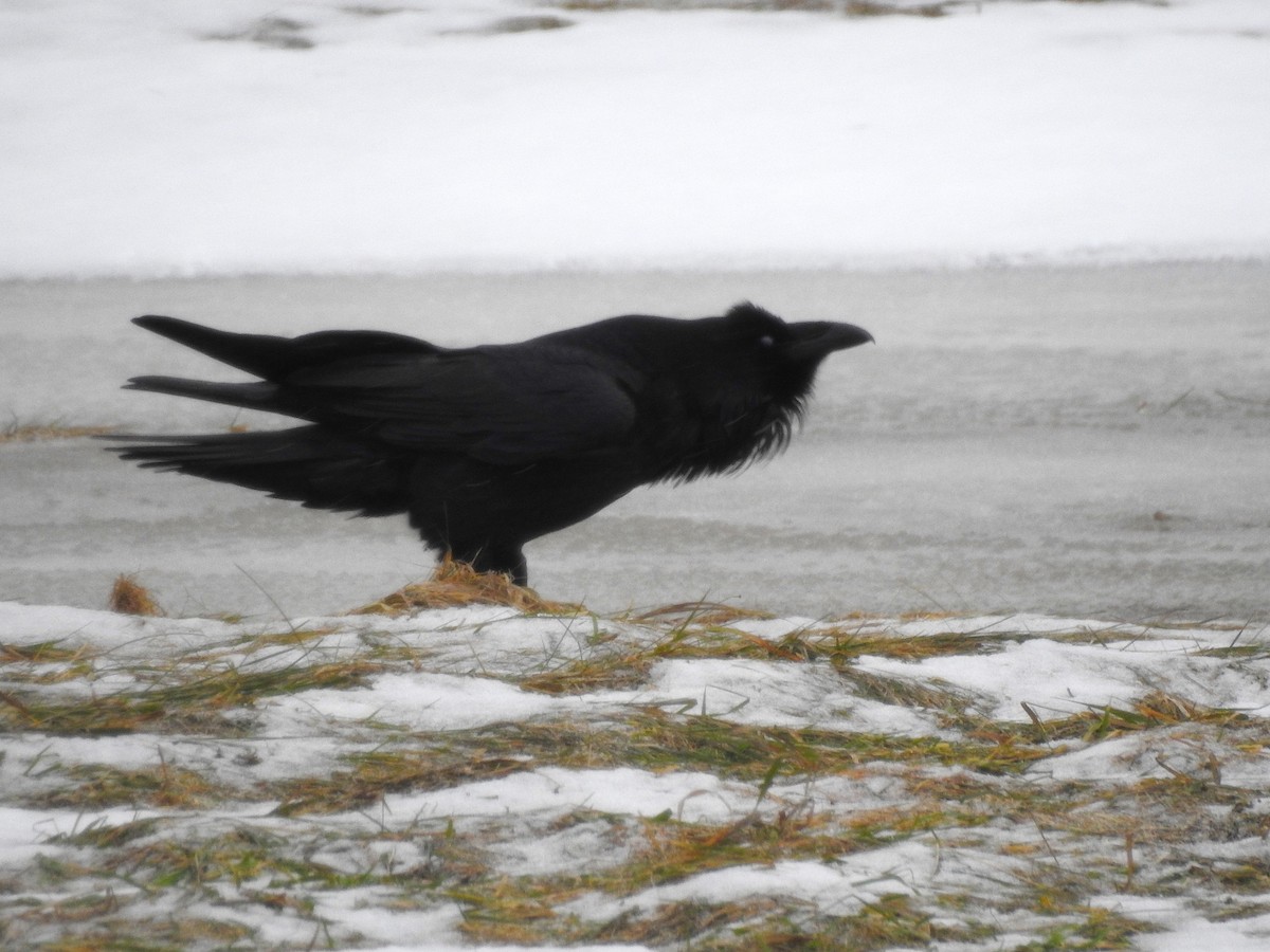 Common Raven - Flora Zhou