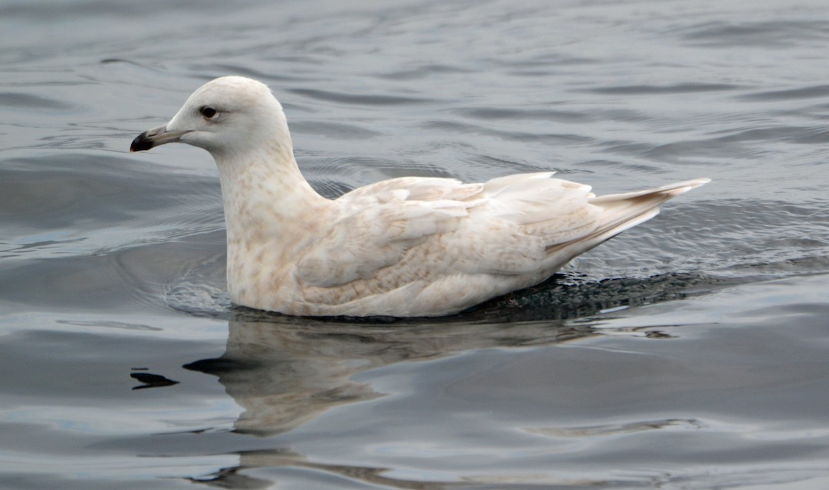 Iceland Gull (kumlieni) - ML133522581