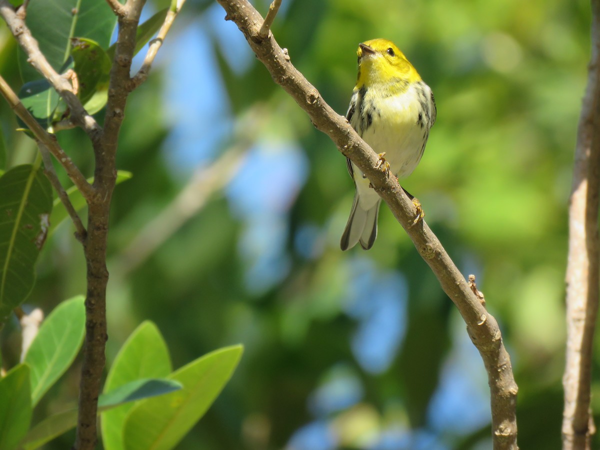 Black-throated Green Warbler - Kevin Christman