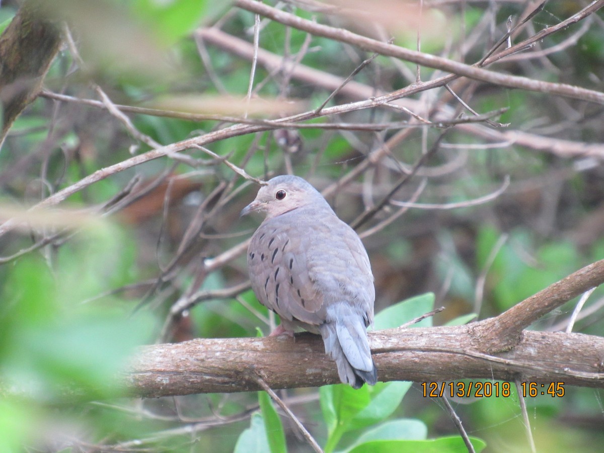Ecuadorian Ground Dove - LEODAN ARCOS