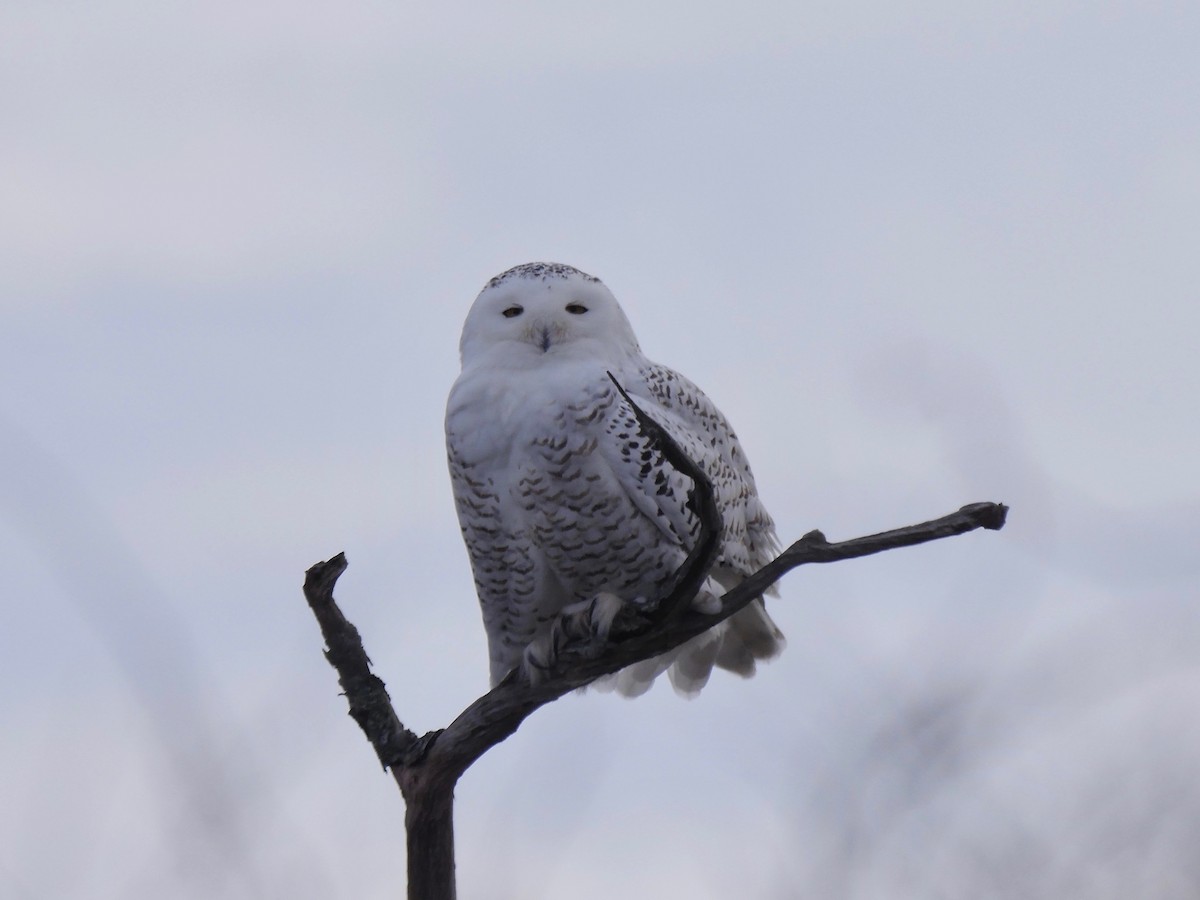 Snowy Owl - ML133527111