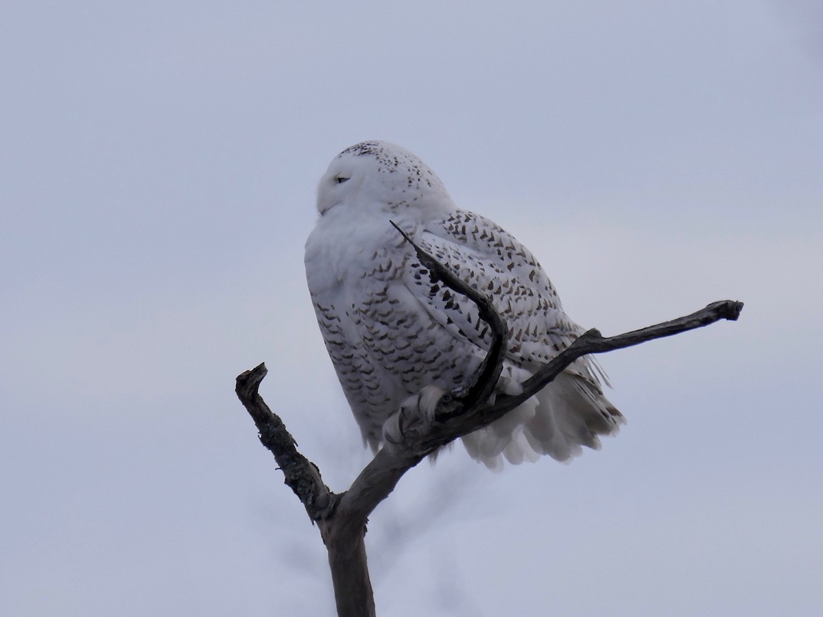 Snowy Owl - ML133527131