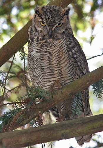 Great Horned Owl - Don Roberson