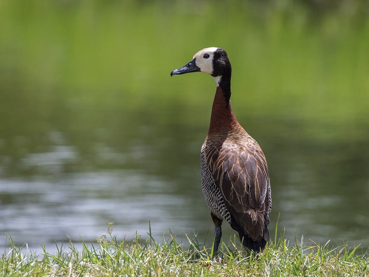 White-faced Whistling-Duck - Bruce Ward-Smith