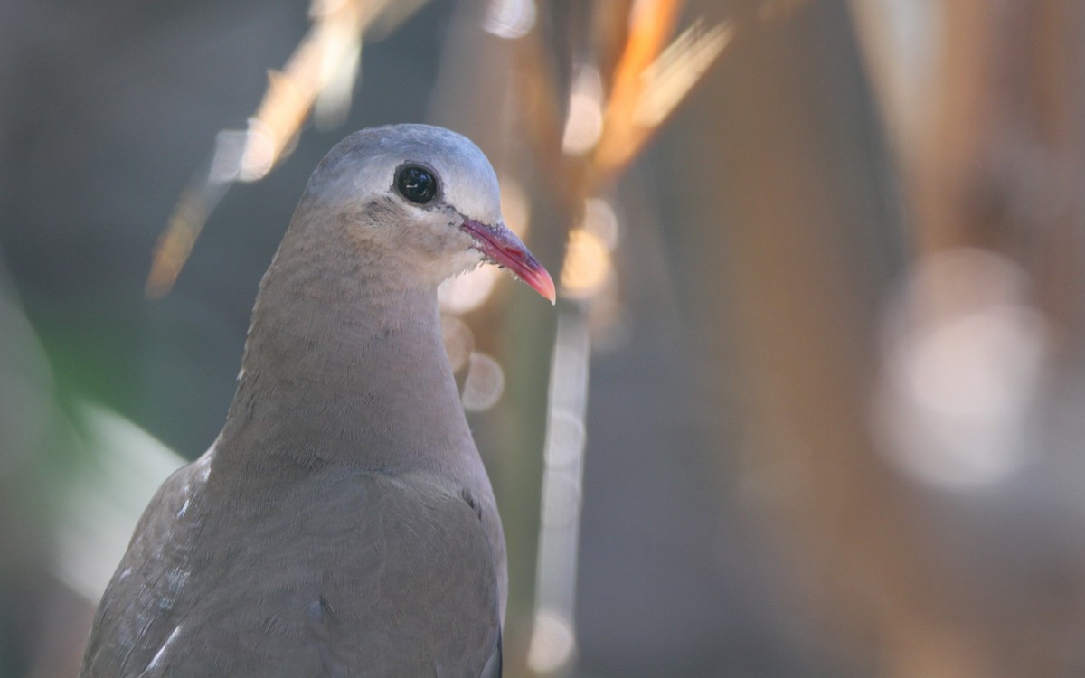 Blue-spotted Wood-Dove - Christoph Moning