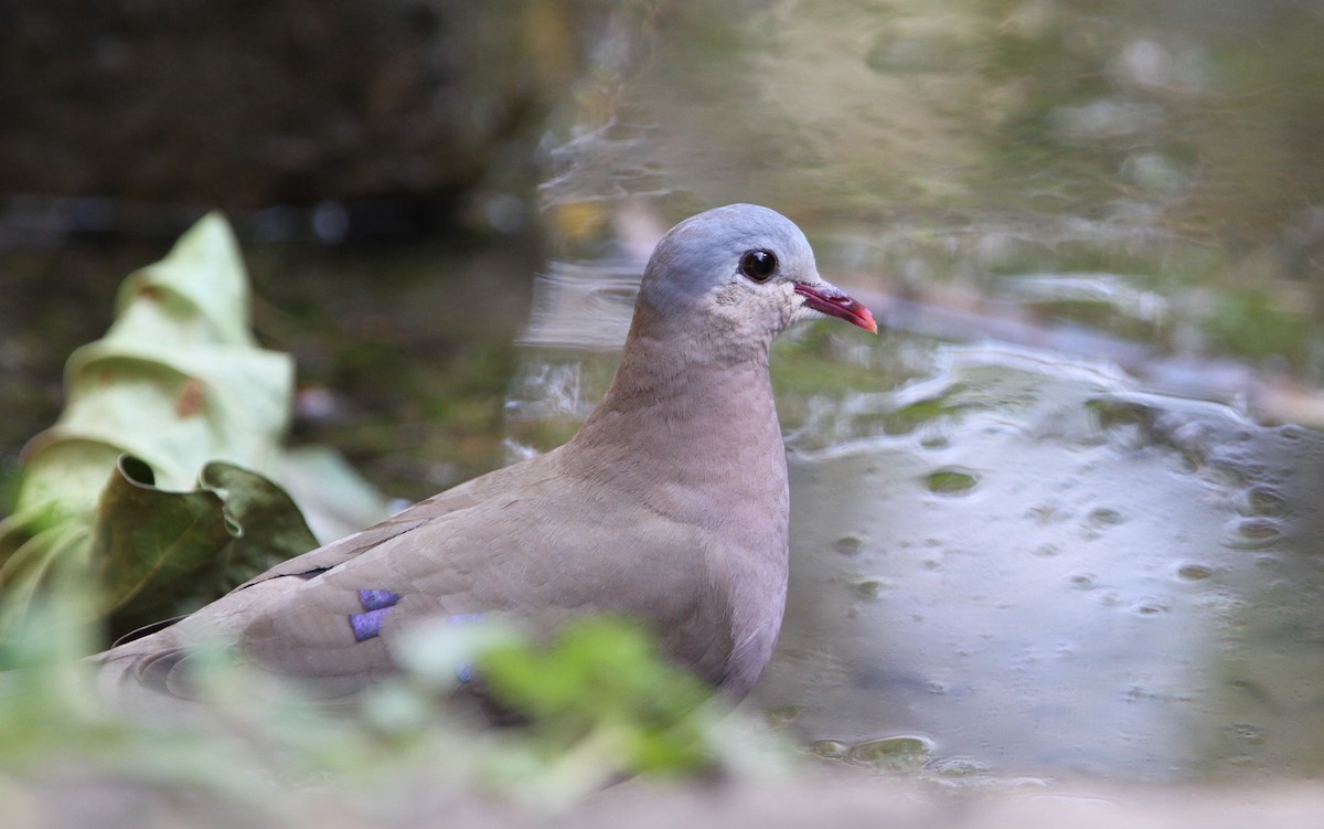 Blue-spotted Wood-Dove - ML133532641