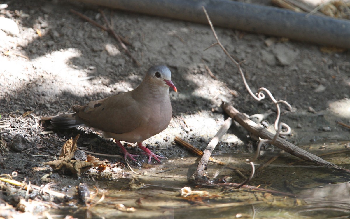 Blue-spotted Wood-Dove - ML133532741