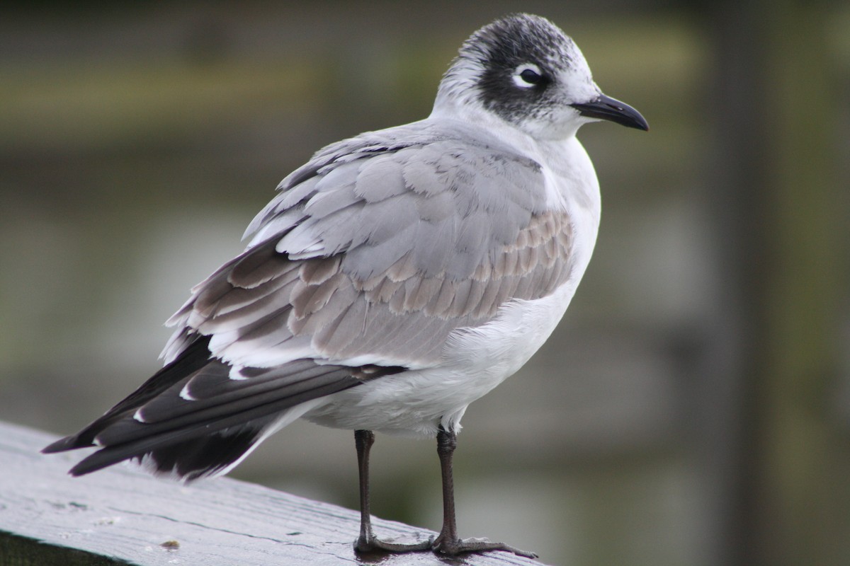 Franklin's Gull - Ned Coleman