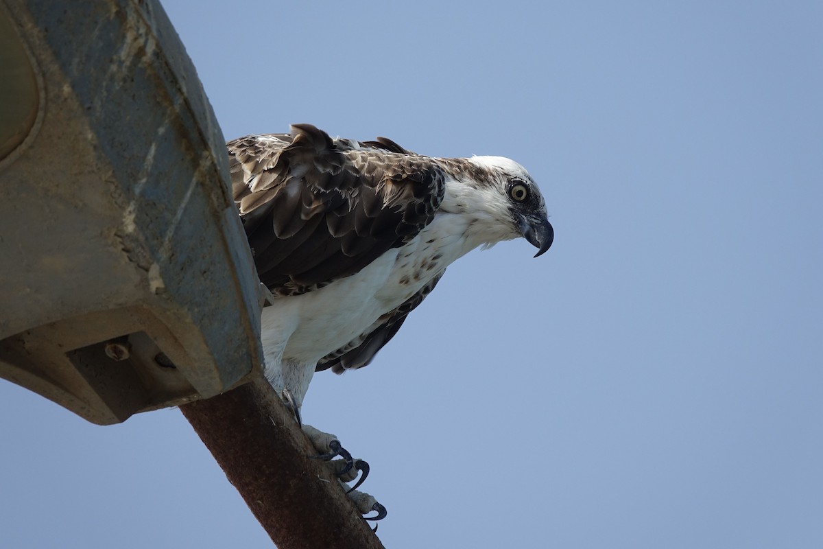 Águila Pescadora (haliaetus) - ML133534061