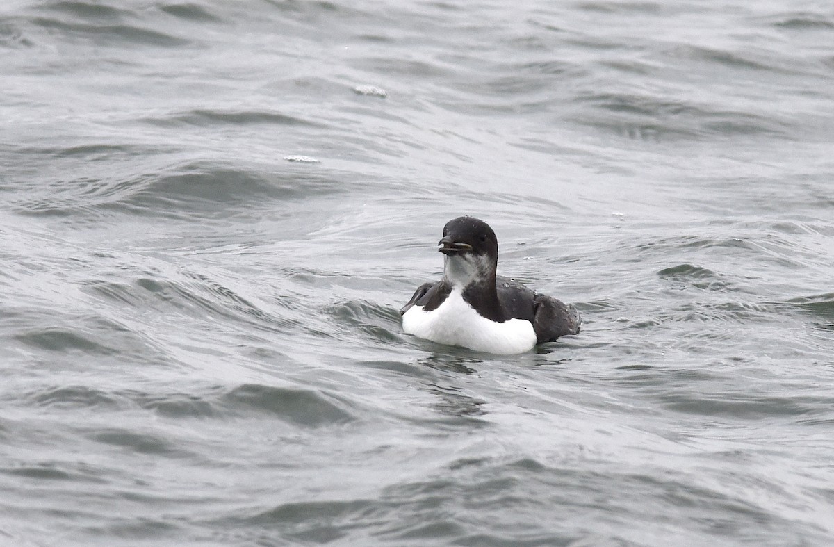 Thick-billed Murre - ML133537221