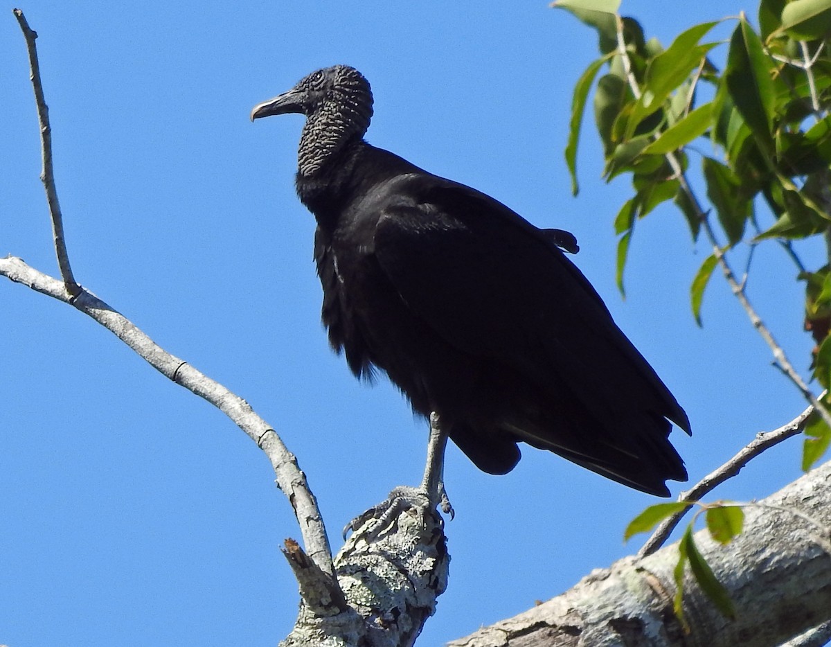 Black Vulture - ML133538001