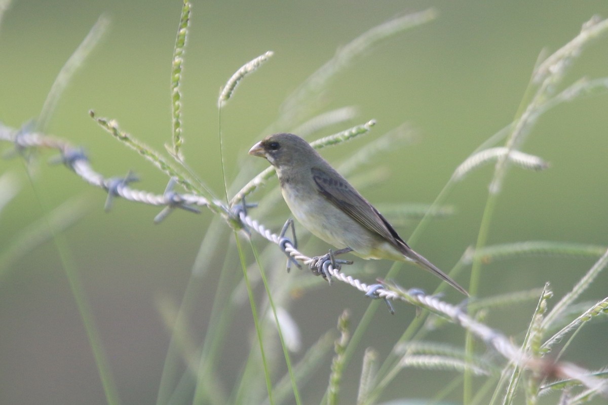Double-collared Seedeater - ML133539291