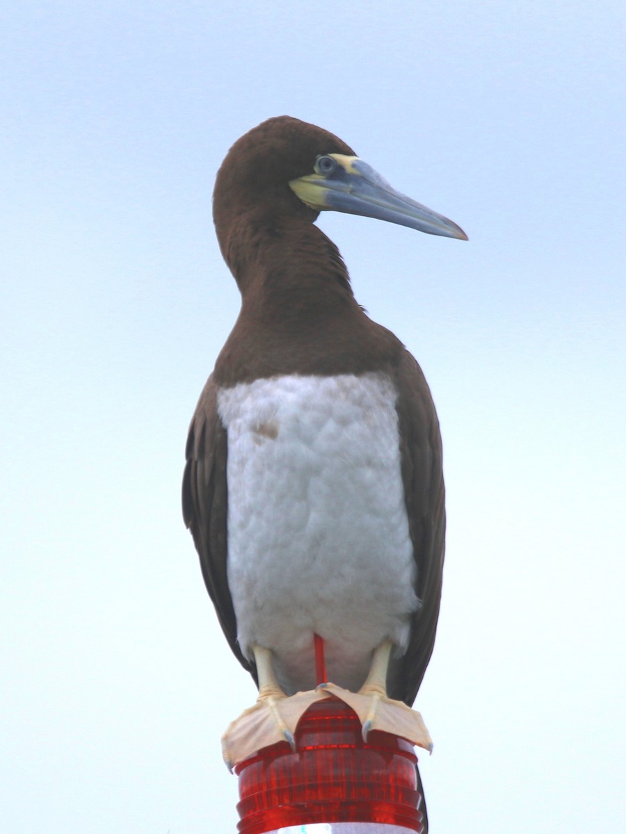 Brown Booby - ML133539581