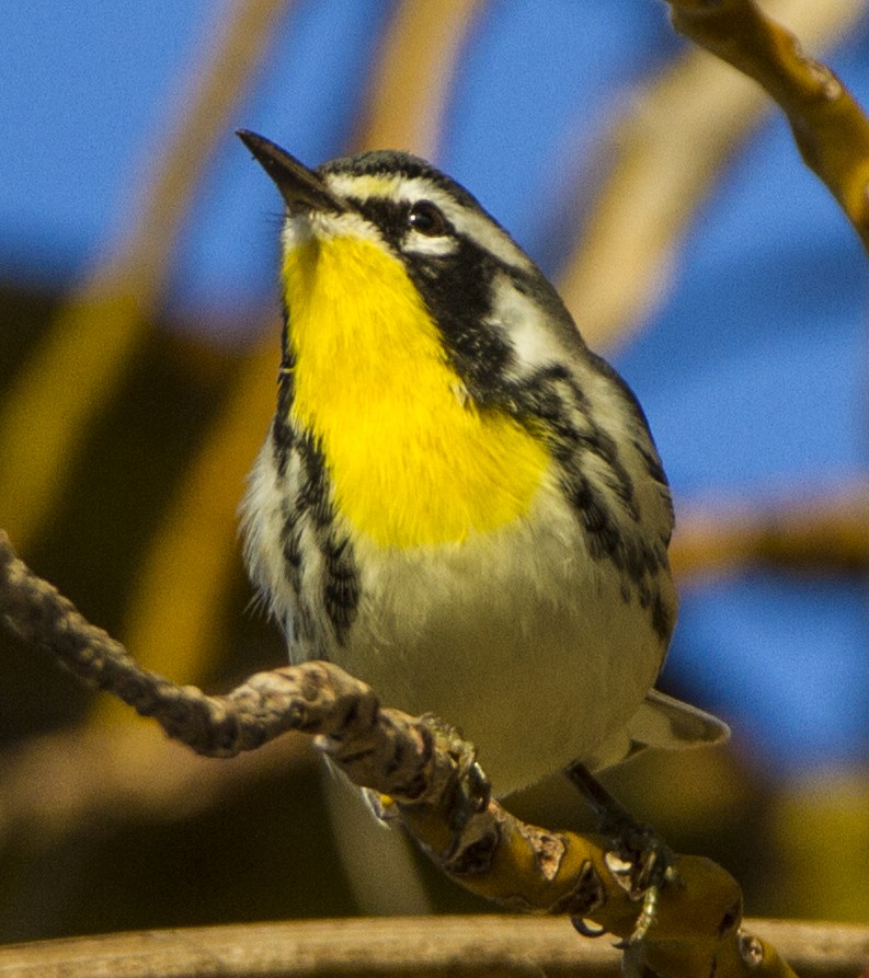 Yellow-throated Warbler - Janet Loveland