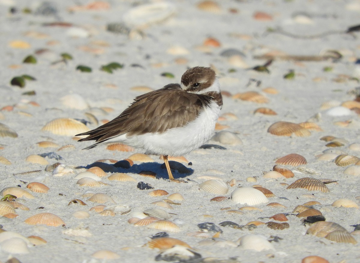 Semipalmated Plover - ML133543761