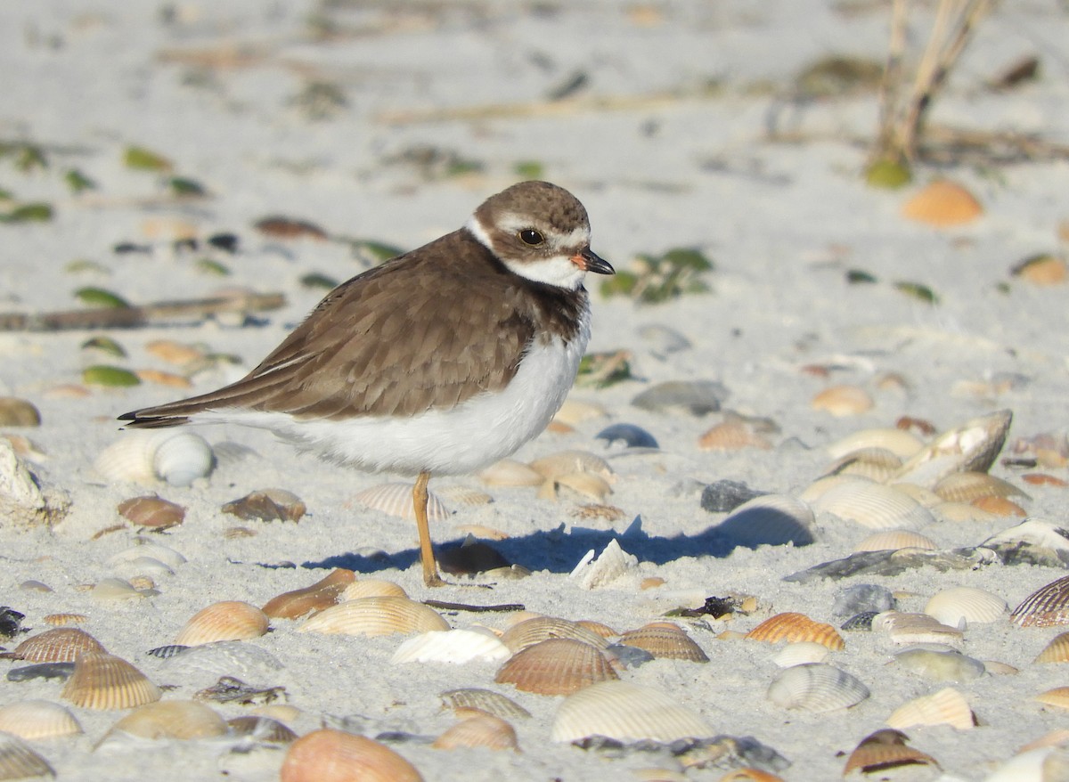 Semipalmated Plover - ML133543771