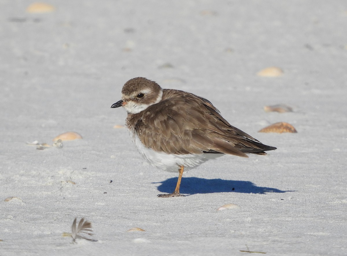 Semipalmated Plover - ML133543791